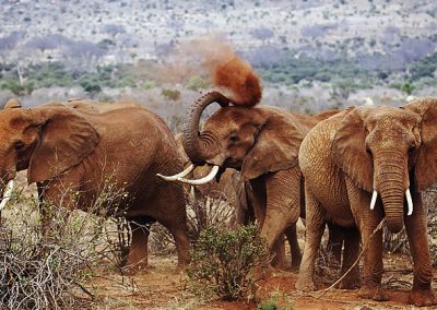 4-Day Mombasa or Diani – Tsavo East – Amboseli – Nairobi