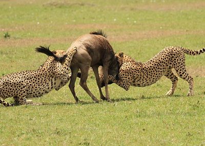 Maasai mara, Nakuru, Amboseli and Tsavo west National parks Safaris