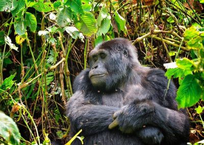 Gorilla Tracking And Maasai Mara Safaris