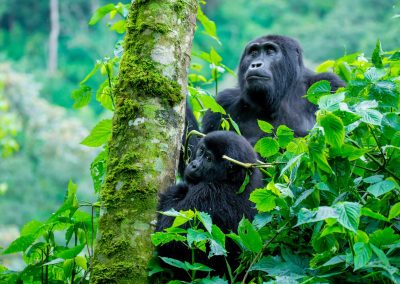 3 DAYS UGANDA SAFARI