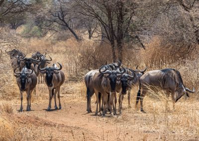 2-Day Economical Safari from Mombasa to Tsavo East
