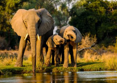 4-Day Luxury Tsavo West / Amboseli / Tsavo East Safari